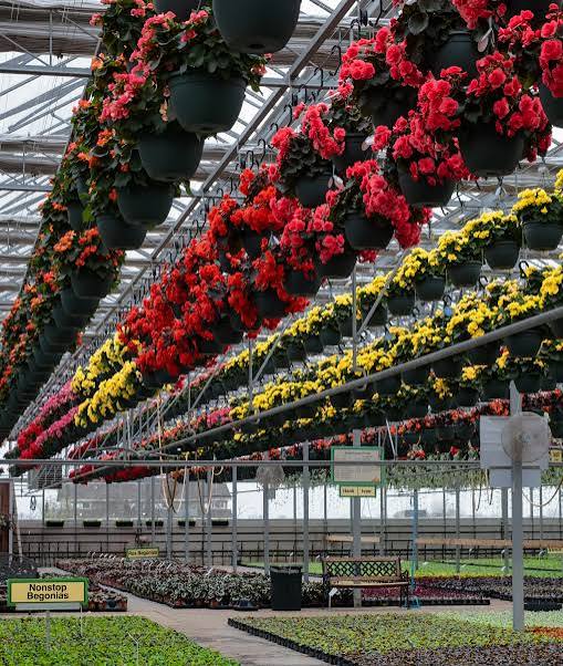 Woldhuis Farms Sunrise Greenhouse